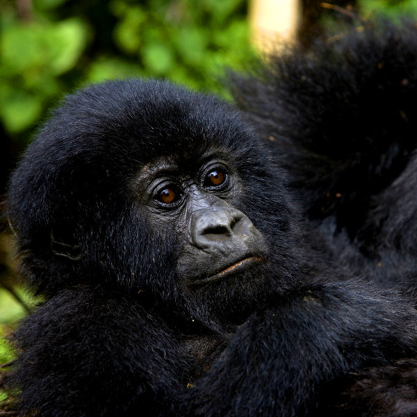 Rwanda rwanda mountain gorillas