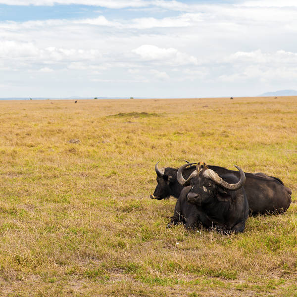 Senegal buffalo