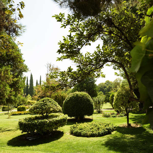 Shiraz gardening