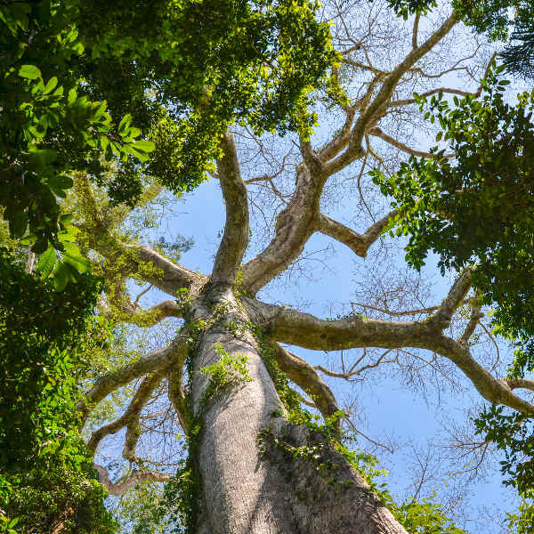 Sierra Leone cotton tree