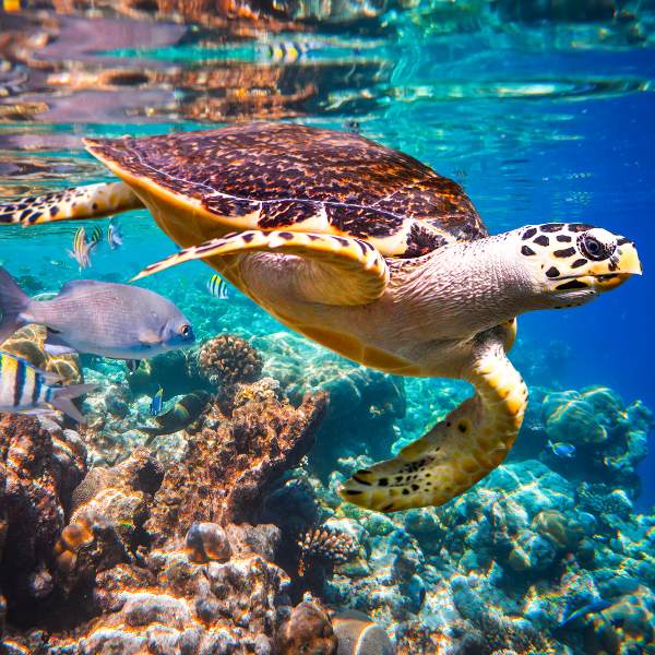 Sint Maarten Sint Maarten Wildlife