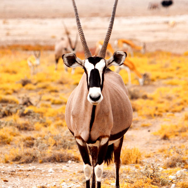 Sishen sishen kalahari desert