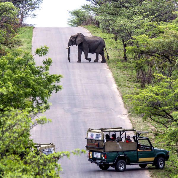 Skukuza skukuza safari adventures