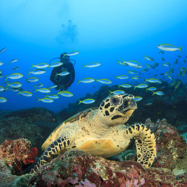 St Vincent and the Grenadines snorkelling paradise