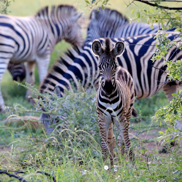 Sun City zebra