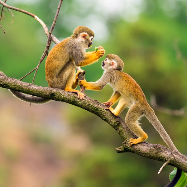 Suriname suriname exotic wildlife