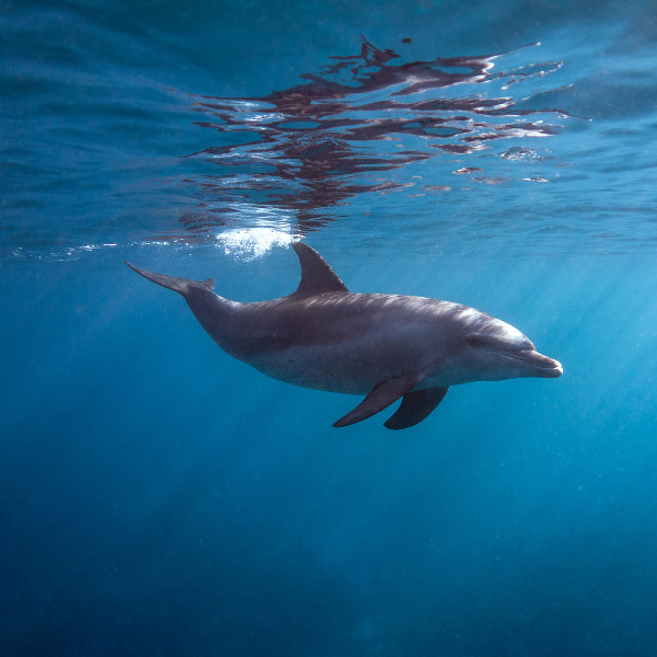 Swakopmund dolphin blue water