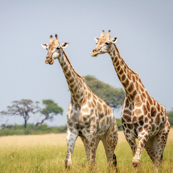 Swaziland wildlife-swaziland-giraffes