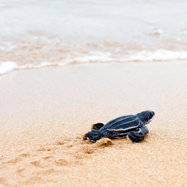 Tamarindo turtles-nesting-tamarindo