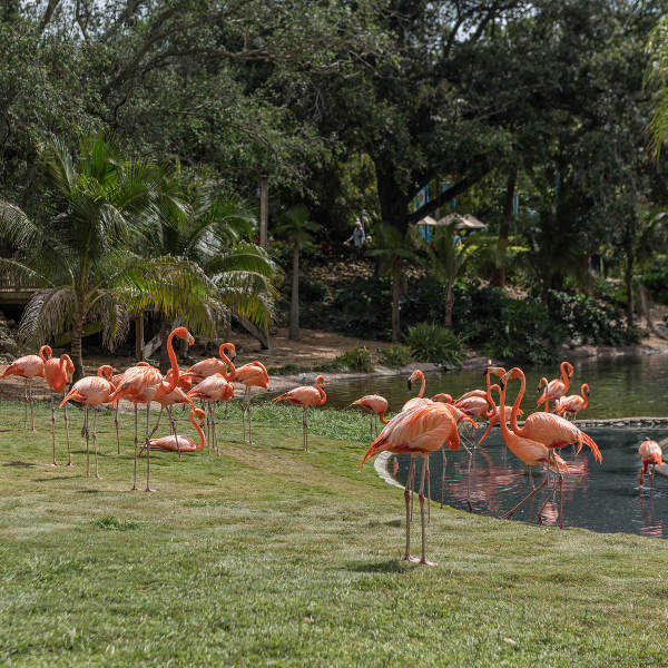 Tampa Busch Gardens Flamingos Tampa