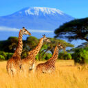 tanzania magical safaris