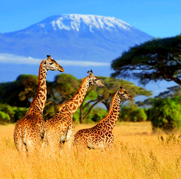 Tanzania tanzania magical safaris
