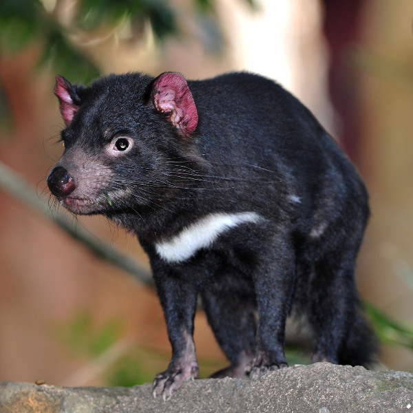Tasmania Tasmanian Devil