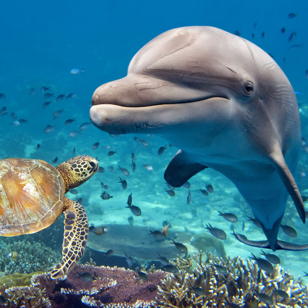 Tenerife marine-dolphins-tenerife