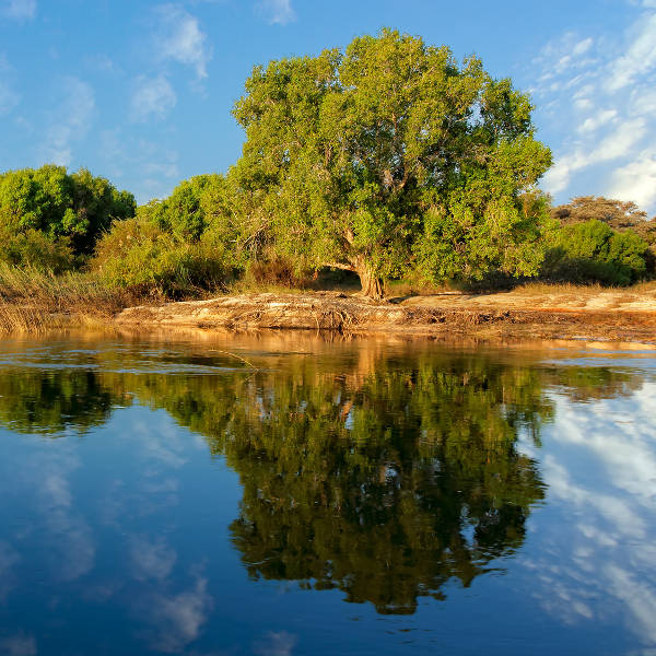 Tete tree by river