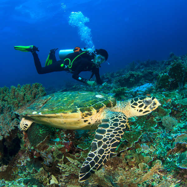 the Caribbean adventure awaits