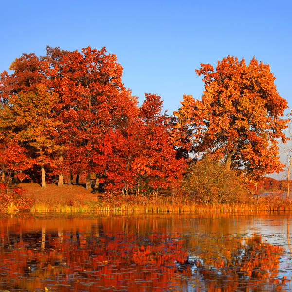 Thunder Bay trees in autumn