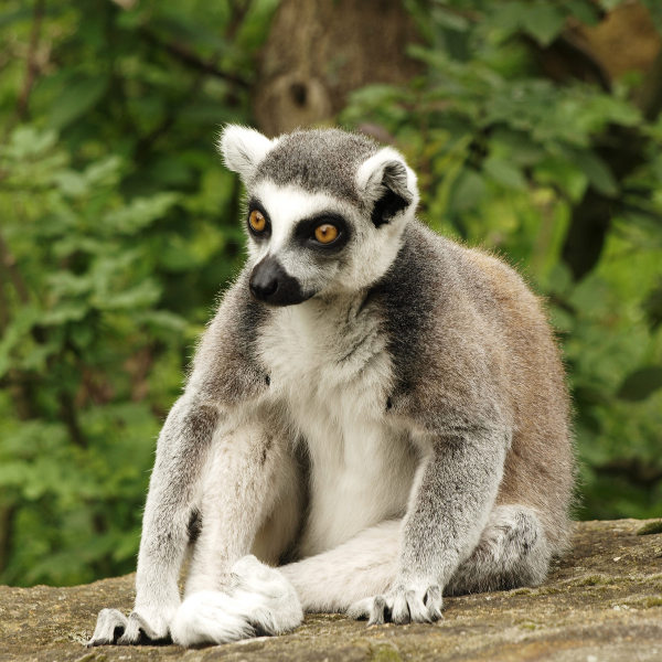 Toamasina wildlife