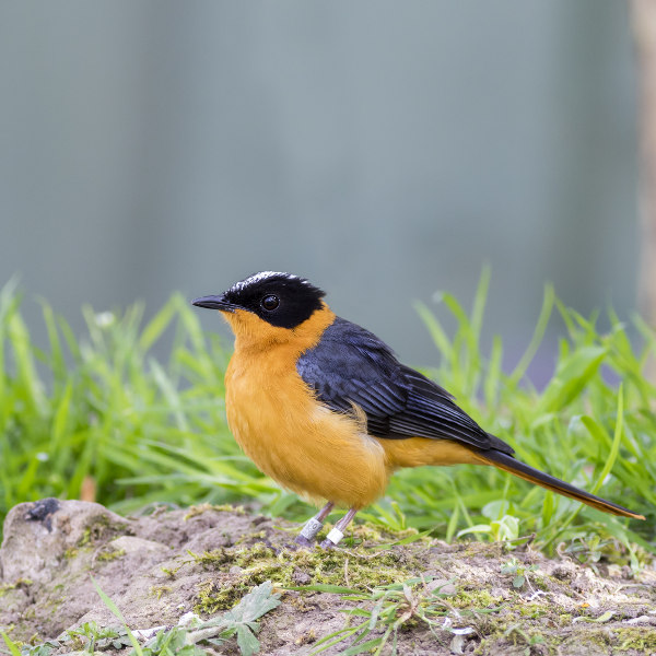 Togo bird