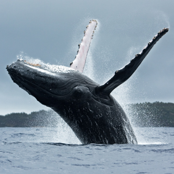 Tonga Tonga Humpback Whale