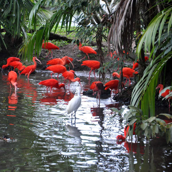 Trinidad and Tobago nature and wildlife