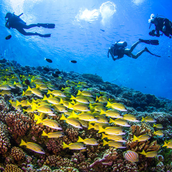 Tuvalu tuvalu majestic diving