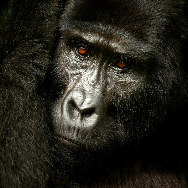 Uganda uganda gorilla trekking