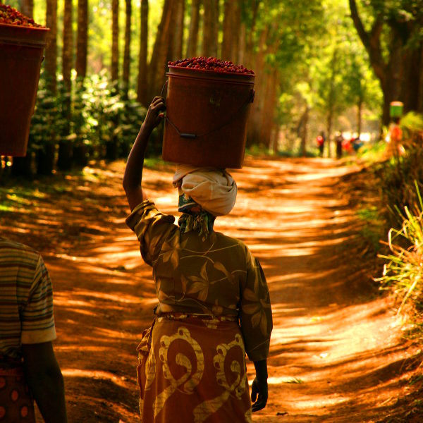 Uganda uganda ugandan culture