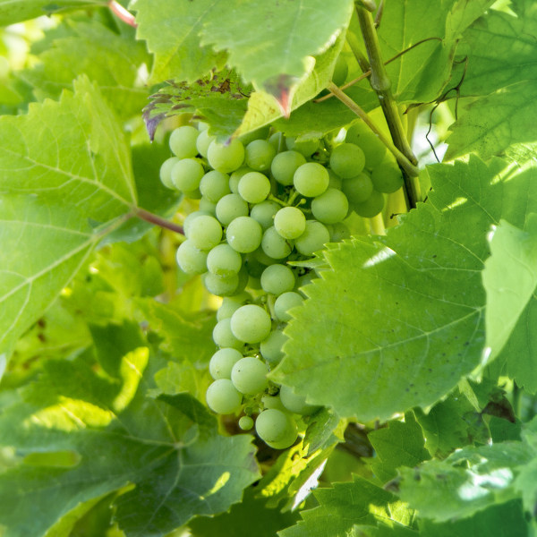Upington Wine Estates Upington
