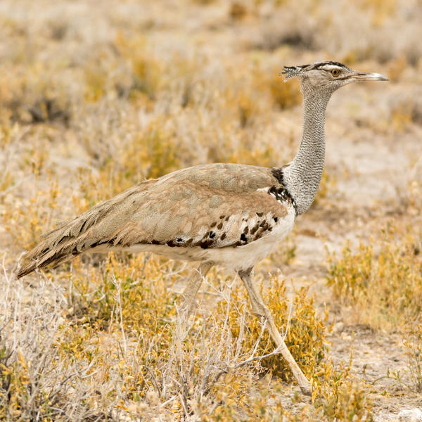 Upington Spitskop Nature Reserve Upington