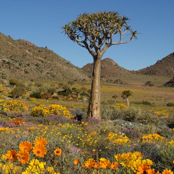 Upington Namaqualand Upington