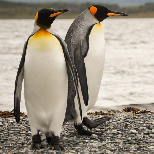 Ushuaia ushuaia king penguins