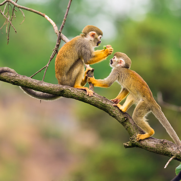 Venezuela monkey