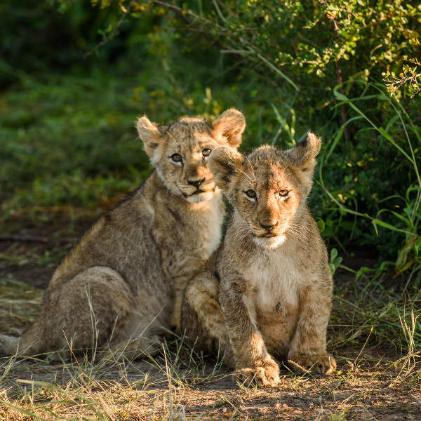 Victoria Falls lion-tours-vic-falls