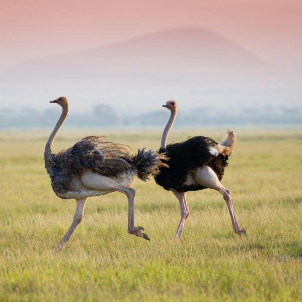 Wajir ostrich