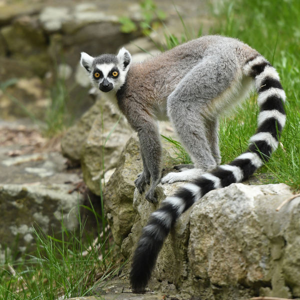West Palm Beach west-palm-wildlife-lemur