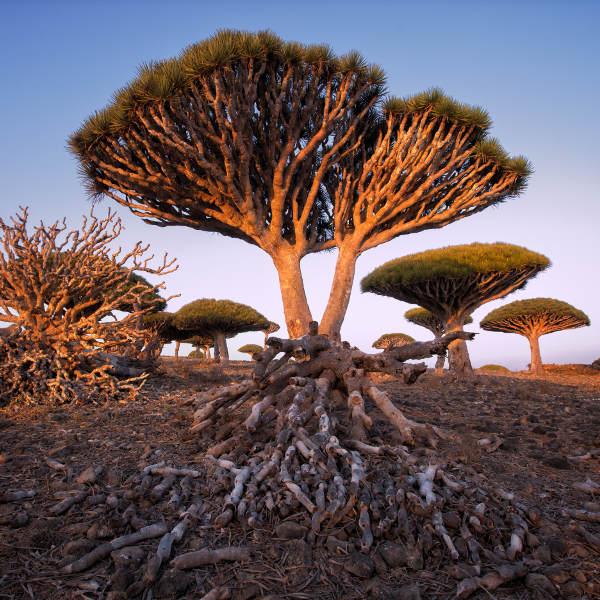 Yemen trees yemen
