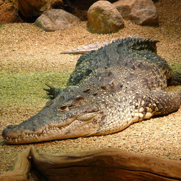 Yundum crocodile