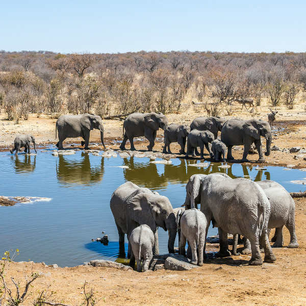Zambia african wildlife