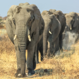 Yaoundé Mefou National Park
