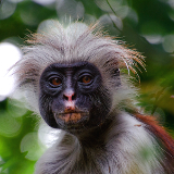 Zanzibar Jozani Forest