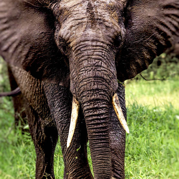 Douala douala-edea reserve