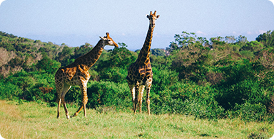 Kragga Kamma Game Park Gqeberha