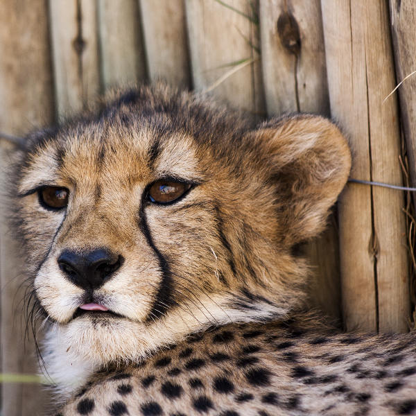 leopard sticking out tongue