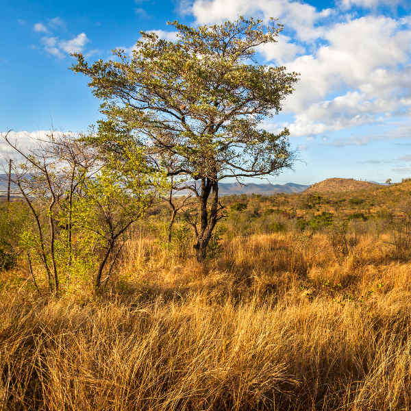 safari grass mountains