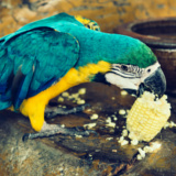 Port Harcourt Zoo