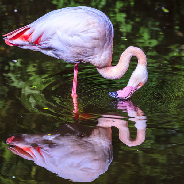 bird sanctuary